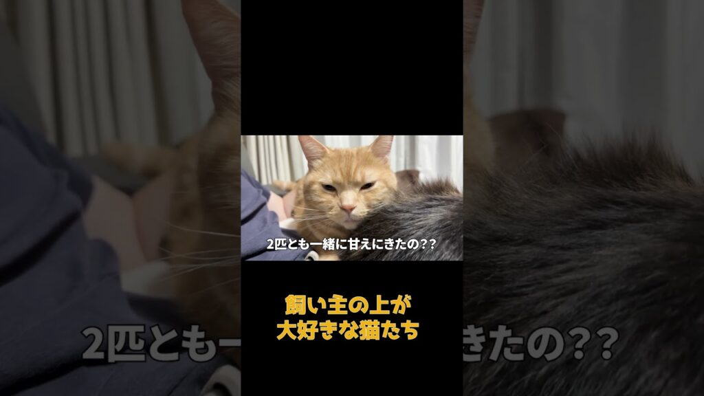 飼い主の膝の上が大好きな猫 #ネコ #cat #ねこ #猫のいる生活 #shorts #アメショ #ノルウェージャンフォレストキャット #アメリカンショートヘア #猫のいる暮らし