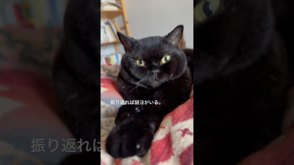 振り返ればヤツがいる #cat #猫のいる暮らし #セルカークレックス #ブリティッシュショートヘア