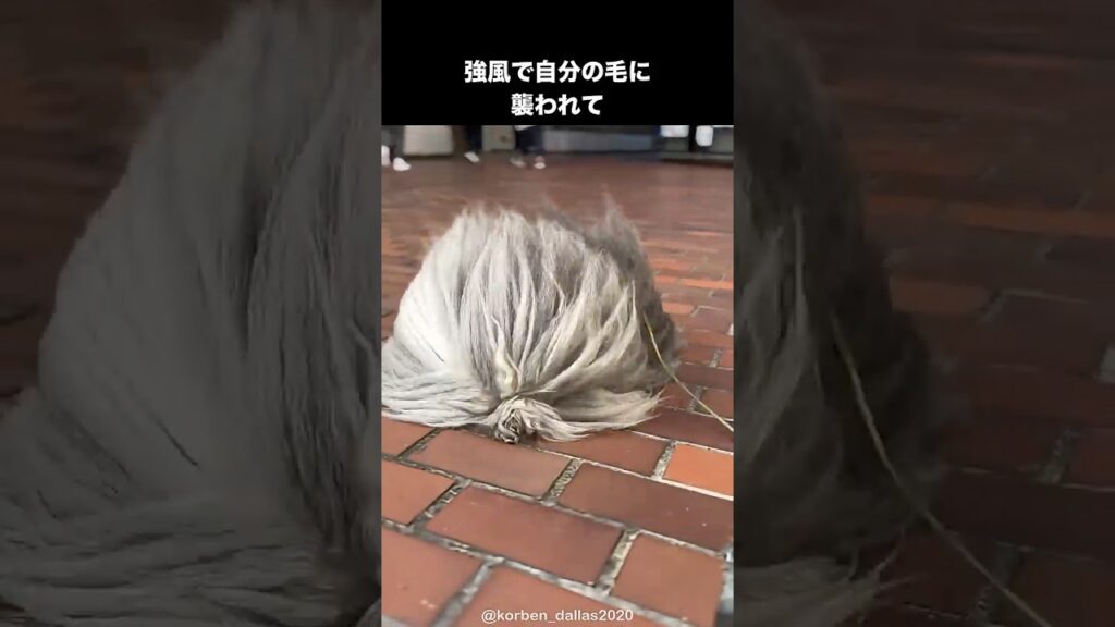 トリミング前も後も予想外すぎるペキニーズ #shorts